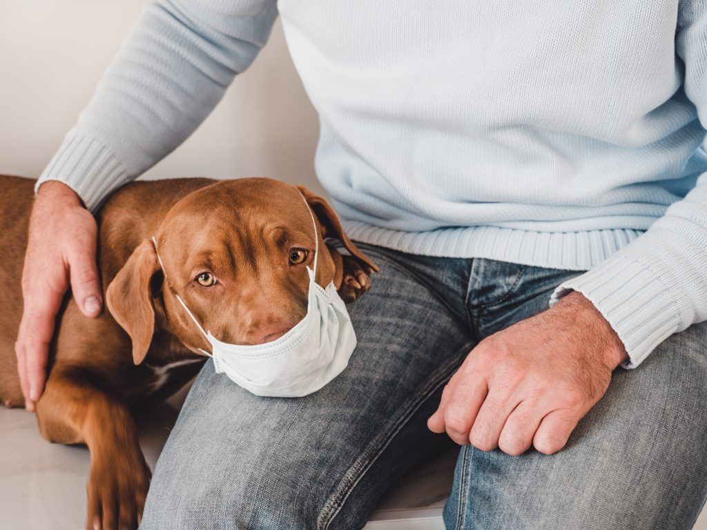 Seguros Para Mascotas, Tu Seguro Para Mascota en Correduría Manuel Redondo, Protege a Tu Perro o Gato, Tus inseparables amigos de cuatro patas - redondoseguros.com